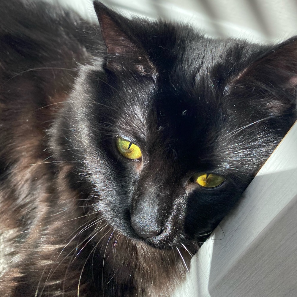 Fluffy - Picture 4 of 16